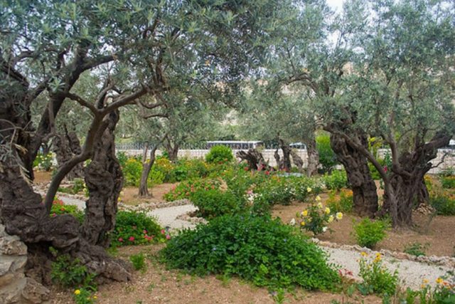 Гефсиманский сад